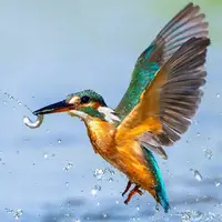 تصاویری دیدنی از ماهی خورک کوچک