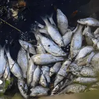 خزر در خطر !