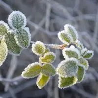 صدور هشدار کشاورزی در فارس؛ دمای شیراز به زیر صفر رسید