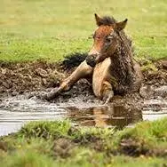 نجات اسب گرفتار در گل و لای با هلیکوپتر