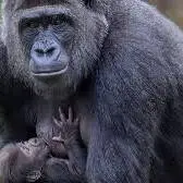 تولد یک گوریل در معرض انقراض در باغ‌وحش ناکسویل