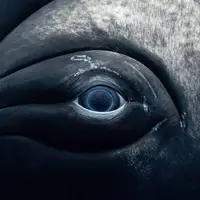 تصاویری شگفت انگیز از چشم های نهنگ از نمای نزدیک