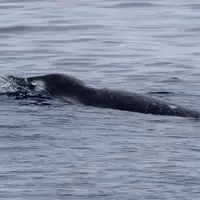 دانشمندان برای اولین‌بار نهنگی بسیار کمیاب را زنده در دریا دیدند؛ سپس به آن شلیک کردند