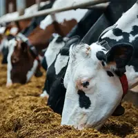 خوراک دام در گرو سودجویی یک شبکه محدود 