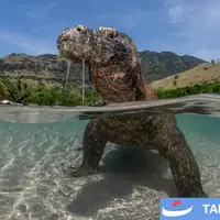 رقابت عکاسی Nature inFocus 2025