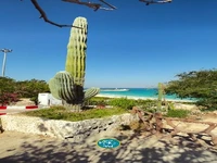 بلندترین کاکتوس ایران