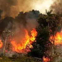 هیرکانی میسوزد؛ جنگلهای شرق گلستان دچار آتشسوزی شد