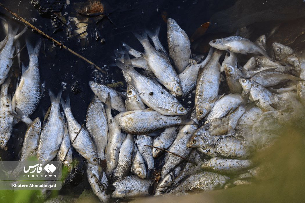 خزر در خطر !