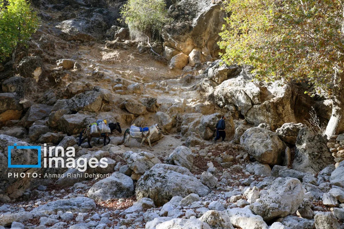  آبشار زردلیمه؛ سکوت پاییزی زاگرس