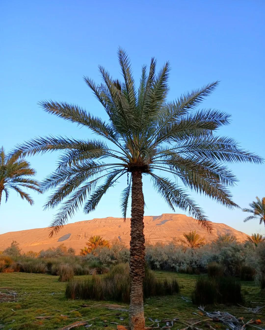  سیاهو؛ بهشت هرمزگان