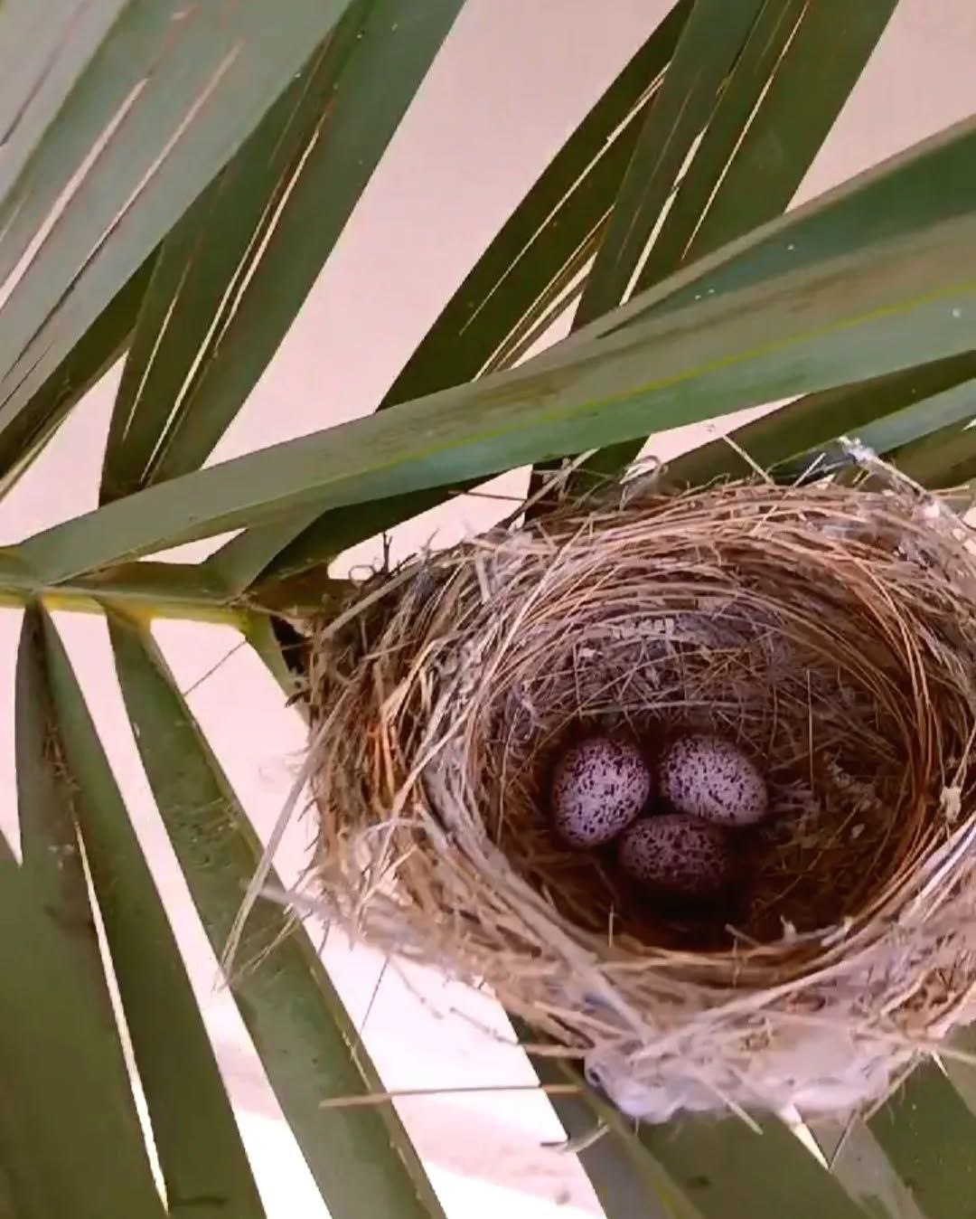  سیاهو؛ بهشت هرمزگان