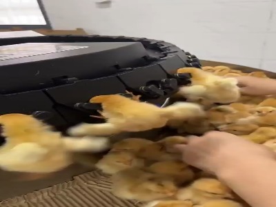 واکسیناسیون صنعتی جوجه!