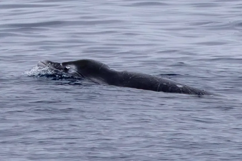 دانشمندان برای اولینبار نهنگی بسیار کمیاب را زنده در دریا دیدند؛ سپس به آن شلیک کردند