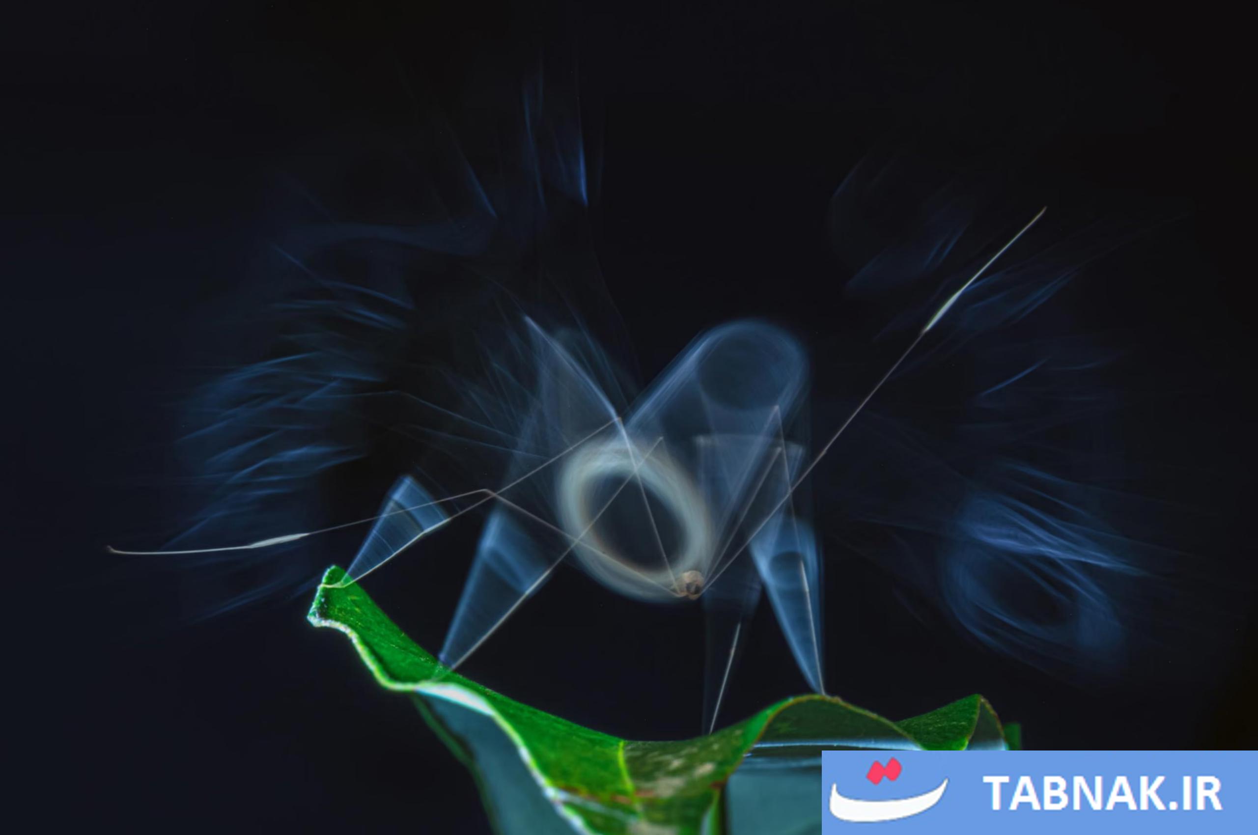 رقابت عکاسی Nature inFocus 2025