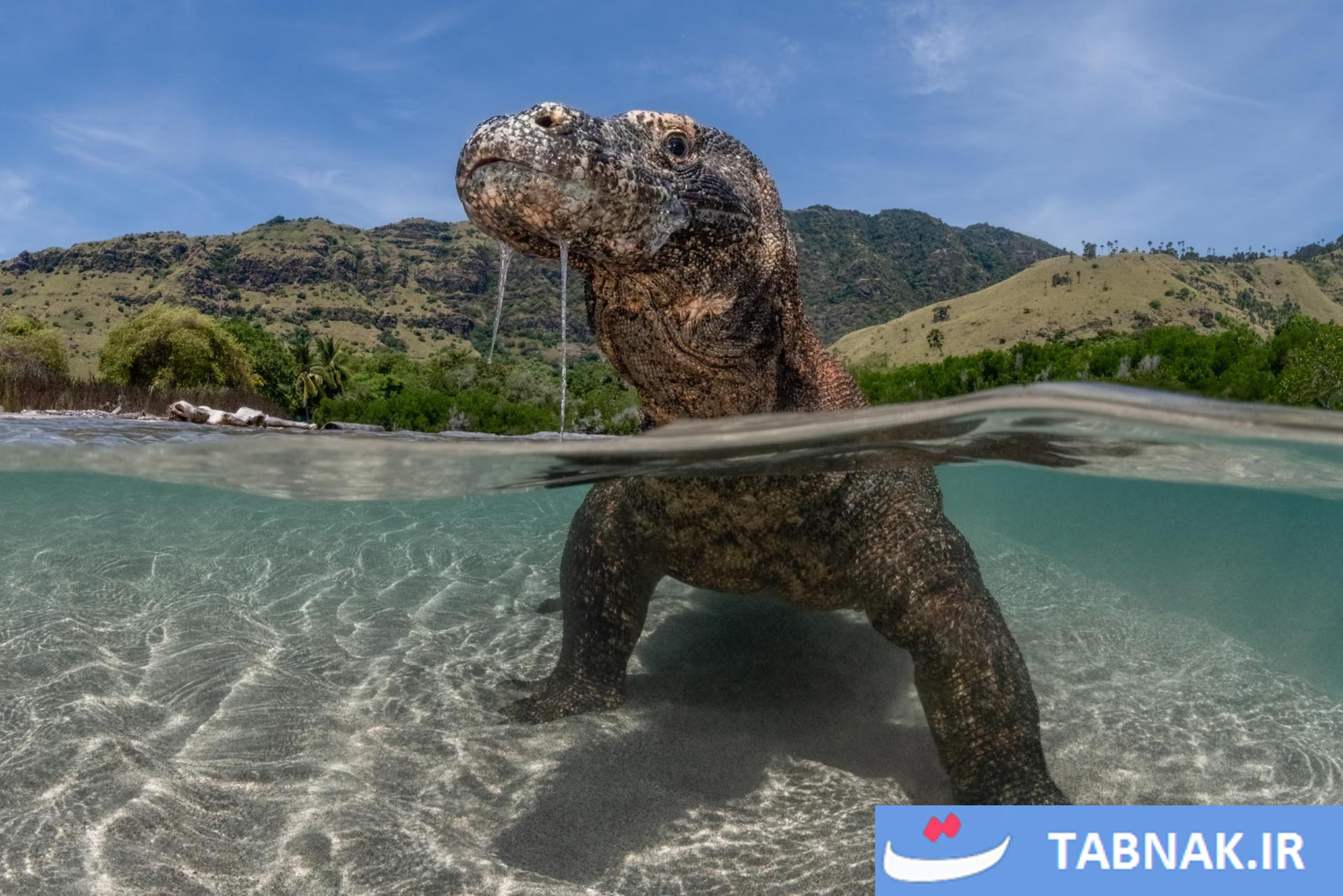 رقابت عکاسی Nature inFocus 2025