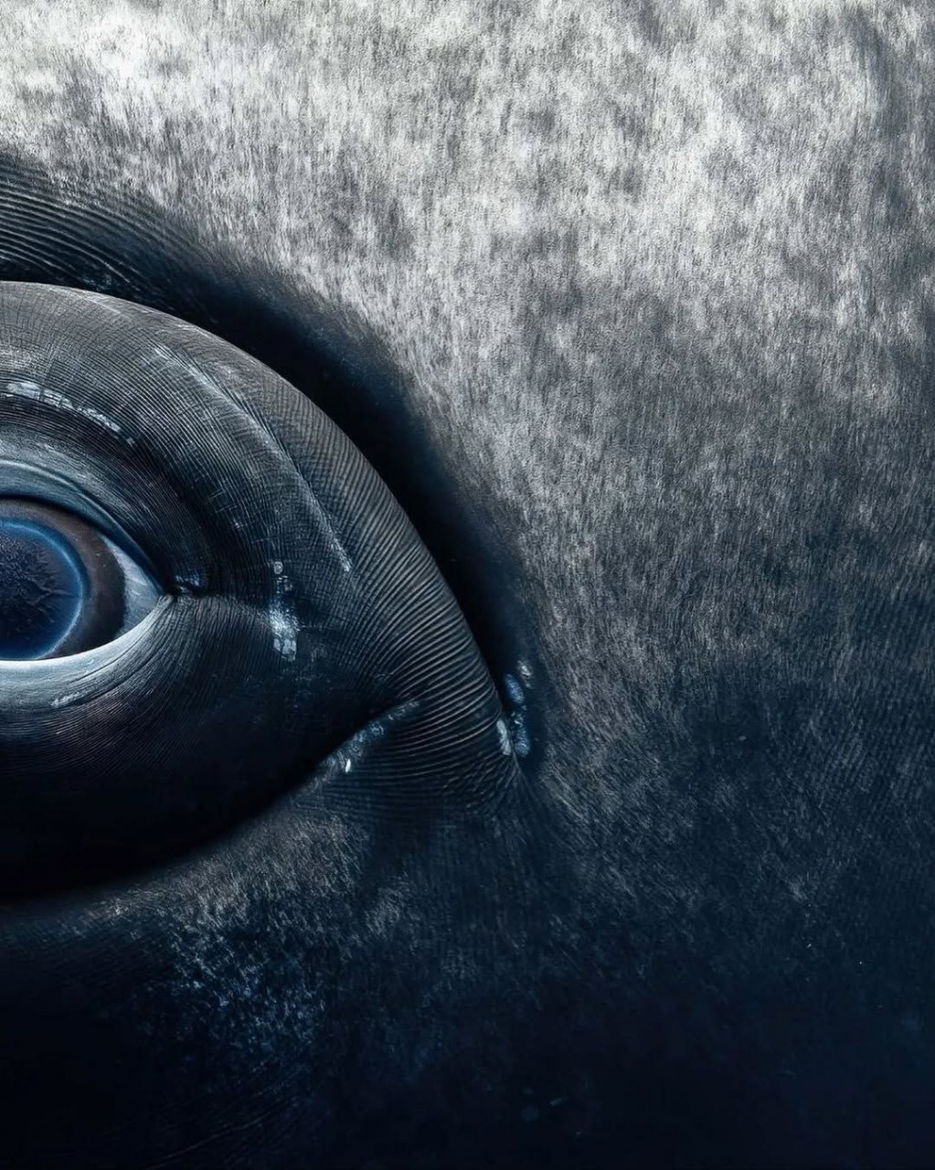 تصاویری شگفت انگیز از چشم های نهنگ از نمای نزدیک