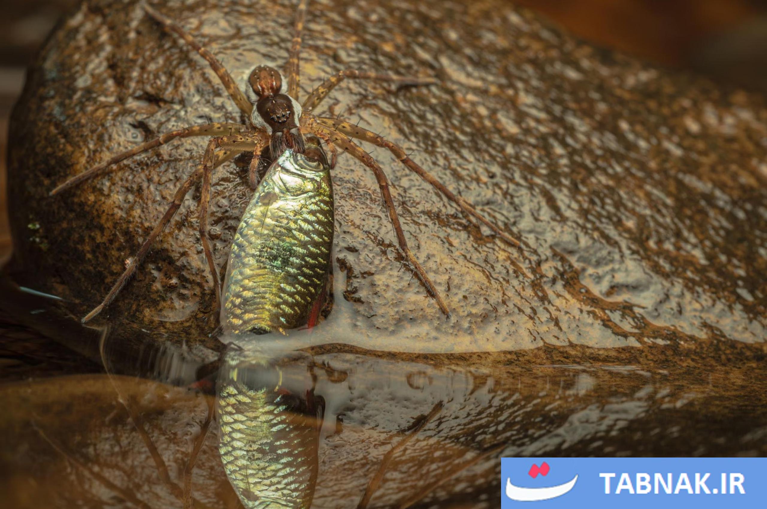 رقابت عکاسی Nature inFocus 2025