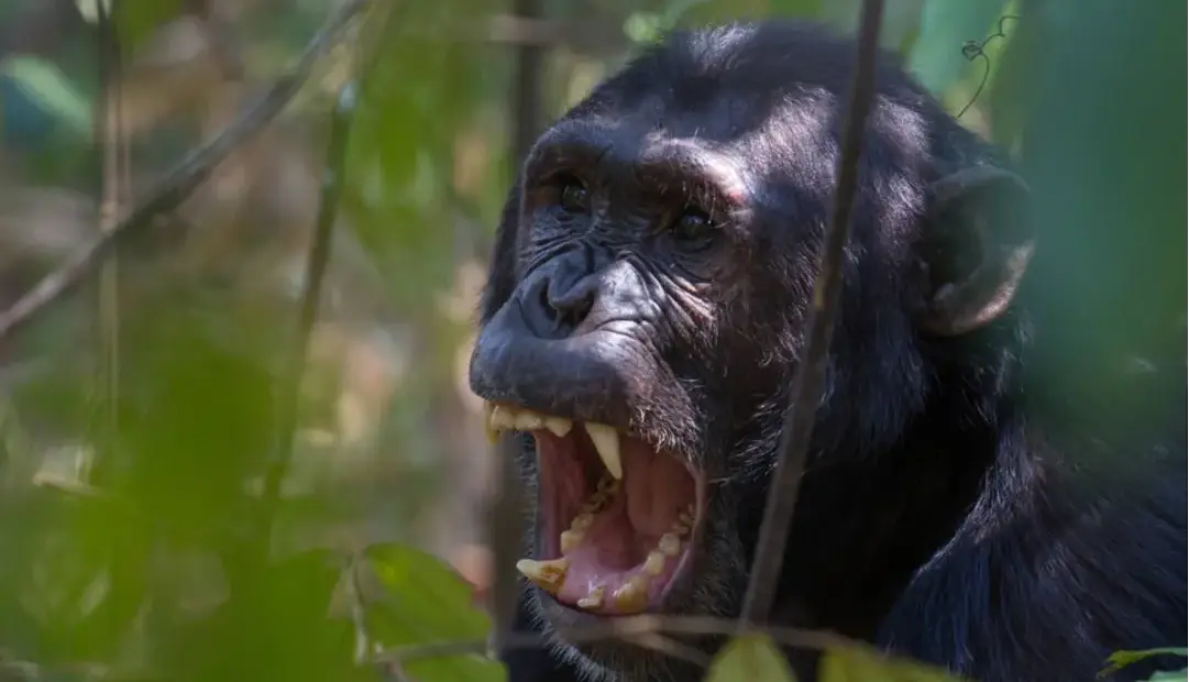 ریشه تکاملی جنگ؛ چگونه نزاعی ۱۰ ساله میان شامپانزهها به شکوفایی جمعیت آنها منجر شد؟