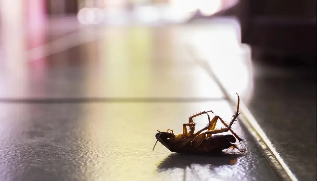 سوسکهای حمام فقط چندشآور نیستند؛ آنها هوای خانه را با سموم باکتریایی آلوده میکنند