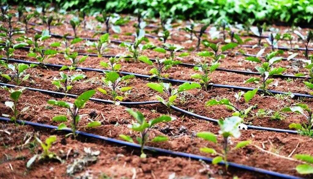 راهکارهای توسعه همکاری‌ آموزشی و کشاورزی خوزستان و میسان عراق بررسی‌ شد