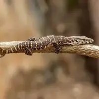 شکار خفاش روی دیوار توسط یک مارمولک