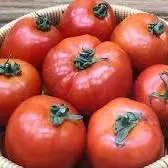 برای زمستون گوجه تازه داشته باش