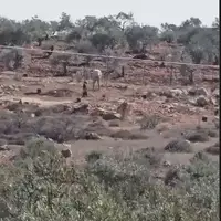 تصاویری از اقدام جنایتکارانه شهرک نشین صهیونیست در یک روستای فلسطینی
