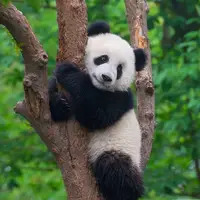 تکاپوی پاندای بامزه برای بالا رفتن از نردبان