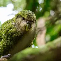  غرش طوطی سنگین وزن