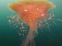 بزرگترین عروس دریایی و ساقدوش‌هایش!