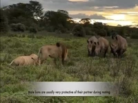 حمله شجاعانه یک شیر نر به سه کرگدن عصبانی برای محافظت از جفت خود