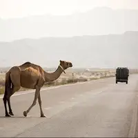 تصادف با شتر در جاده لمزان 2 سرنشین خودرو را راهی بیمارستان کرد