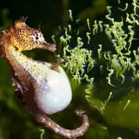 لحظه زیبای به دنیا اومدن ۱۰۰۰ تا بچه اسب دریایی توسط پدرشون!