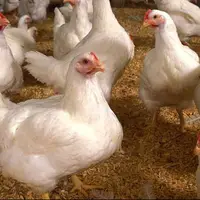 مدیرعامل اتحادیه مرغداران گوشتی: سامانه بازارگاه رانت و فساد داشت