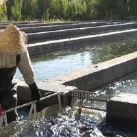 توضیح اداره کل شیلات خوزستان در خصوص یک خبر