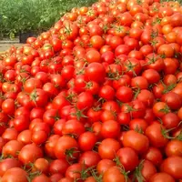 پشت پرده افزایش چندبرابری قیمت گوجه فرنگی