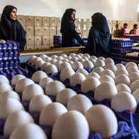 قیمت تخم مرغ در 6 ماه اخیر یک و نیم برابر شد!