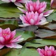 فصل صورتی کرالا