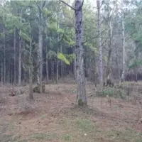 کنترل آتش در مراتع جنگلی شاهرود/ جنگل ابر آسیبی ندیده است