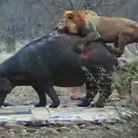 شکار راحت یک اسب آبی توسط شیر نر گرسنه