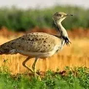 هوبره پرنده ایی زیبا و خوش قد و بالا 