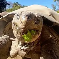 گوناگون/مرگ سالخورده‌ترین ساکن باغ وحش «سن‌دیگو» در ۱۴۱ سالگی