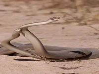 زهر مامبای سیاه می‌تواند یک انسان را ظرف چهار ساعت بکشد!