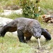 لحظه هولناک حمله کومودو به طعمه‌اش