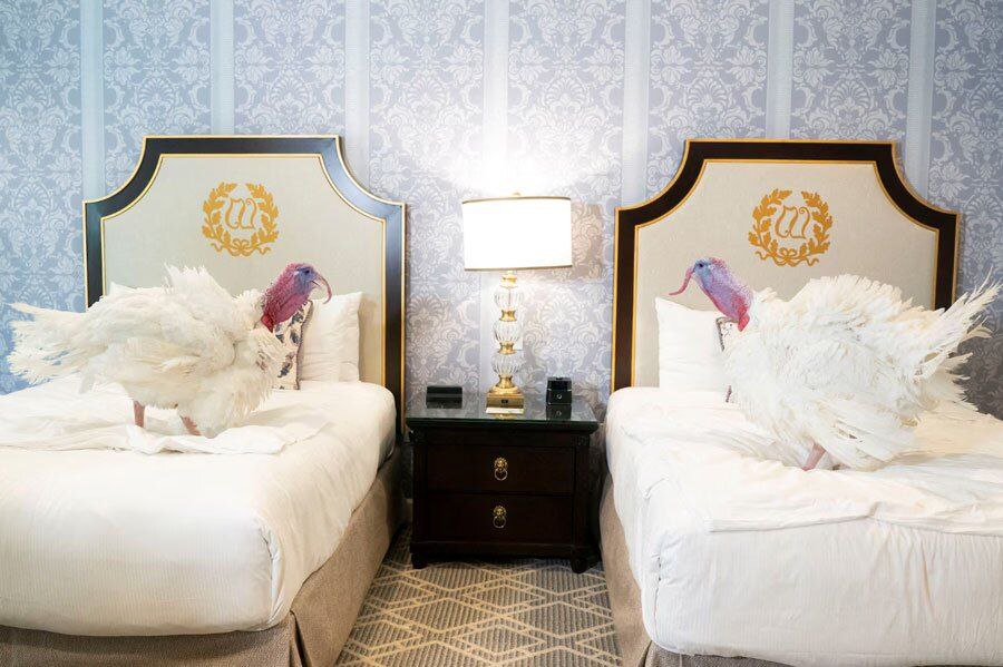 عکس/ دیدنی های امروز؛ از بوقلمون های روز شکرگزاری در کاخ سفید تا دردسر باران برای مردم غزه