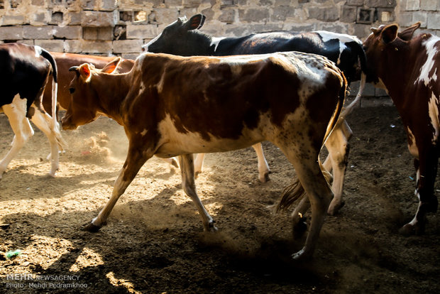ورود دام زنده به اصفهان ممنوع شد