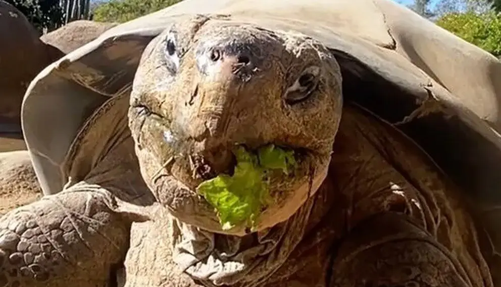 گوناگون/مرگ سالخوردهترین ساکن باغ وحش «سندیگو» در ۱۴۱ سالگی