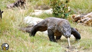 لحظه هولناک حمله کومودو به طعمه‌اش