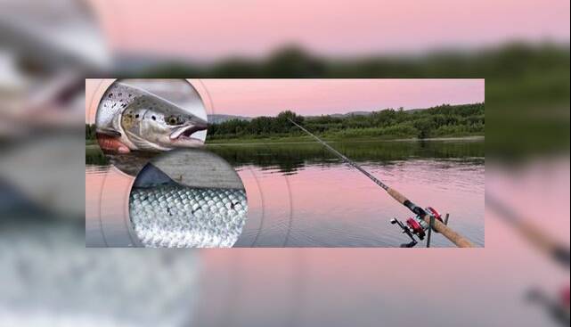 این فناوری جدید، ماهی آزاد را از ماهی پرورشی تشخیص میدهد