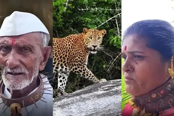  استفاده از قلاده‌های خاردار برای مقابله با حمله پلنگ‌ها!